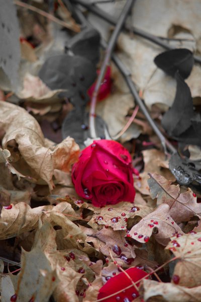 Цветок в луже