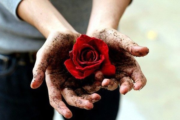 Роза на снегу лежит