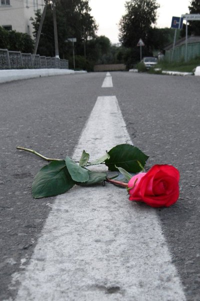 Цветок лежит на скамейке