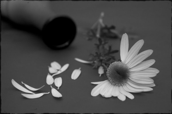 Роза в слезах