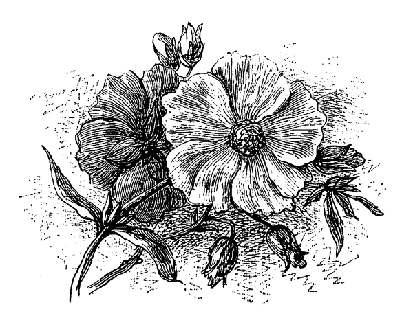 Монохромные цветы