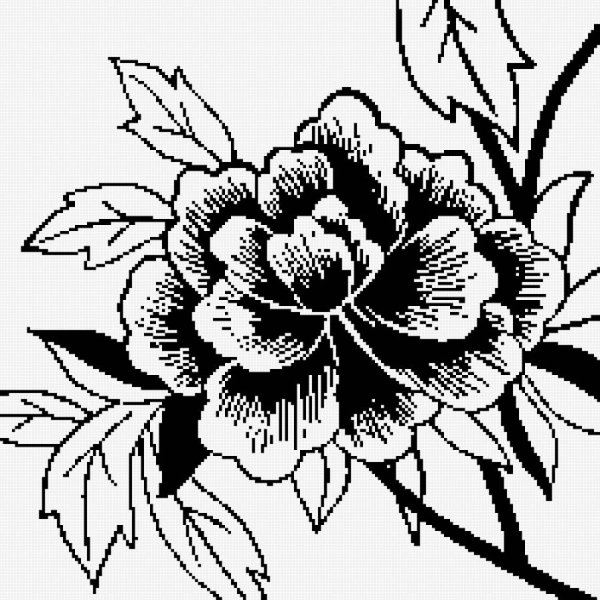 Пионы монохром