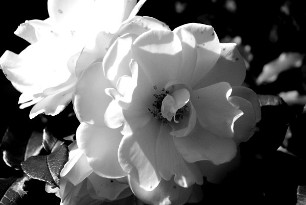 Красивые цветы черно белые