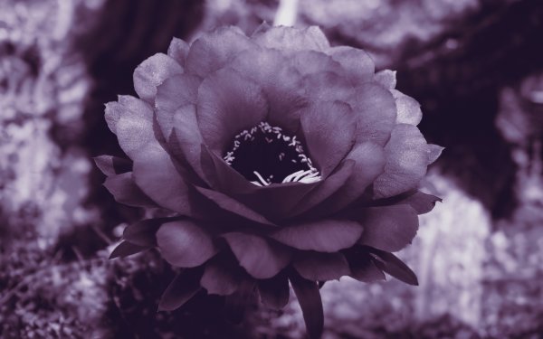 Монохромные цветы