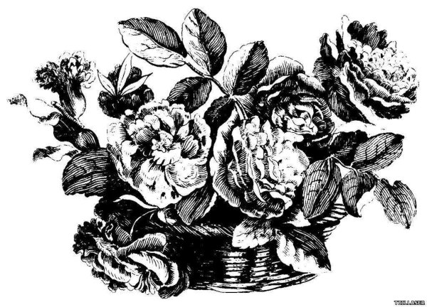 Гравюра цветы