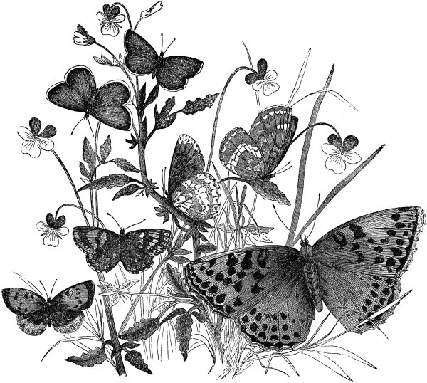 Бабочка Графика