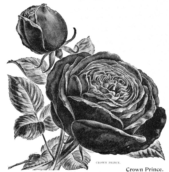 Гравюра цветы