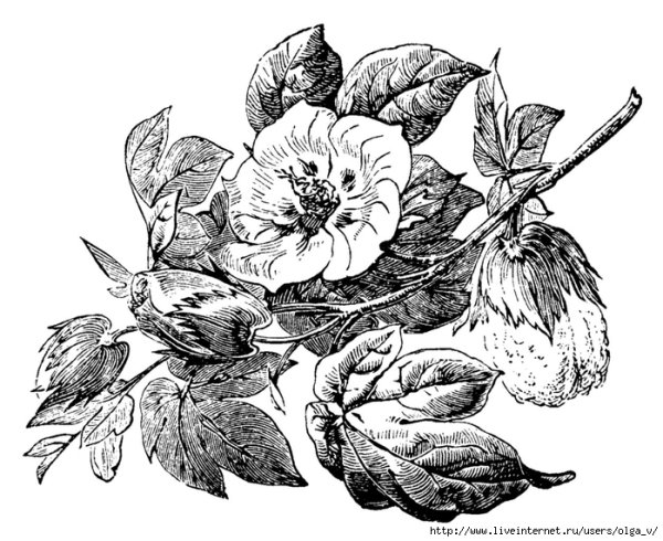 Гравюры растения