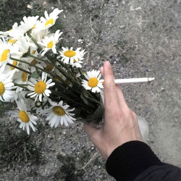 Сохры ромашки