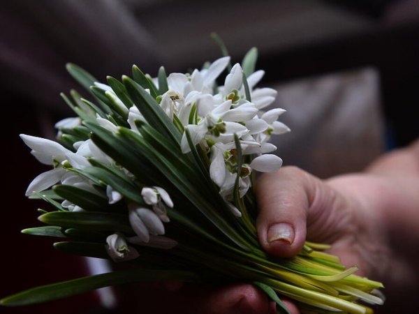 Букетик подснежников в руке