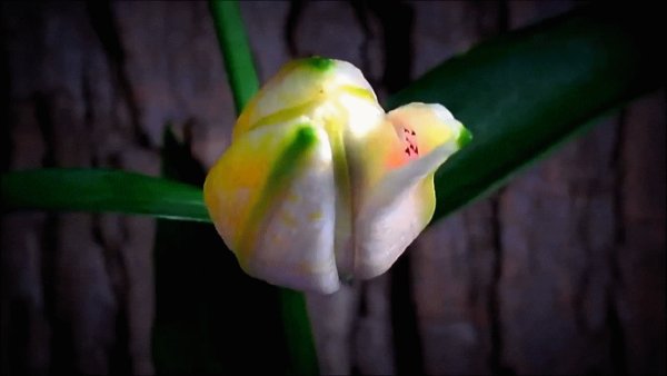 Роза распускается гиф