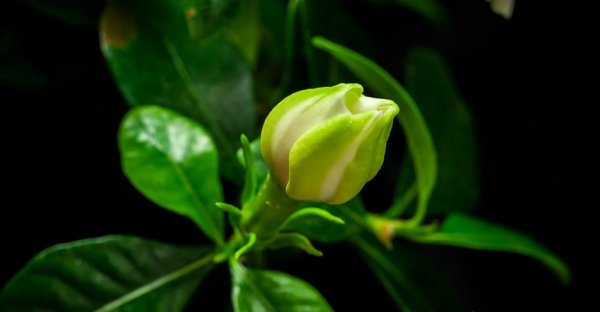 Распускающийся цветок