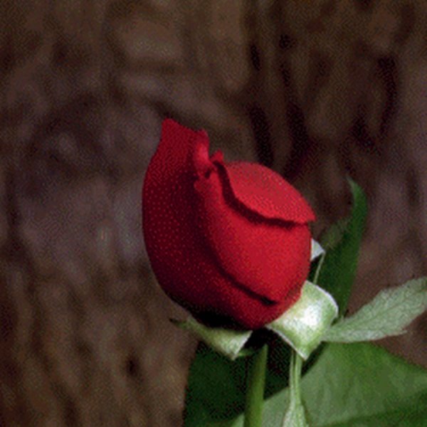 Раскрывающийся цветок