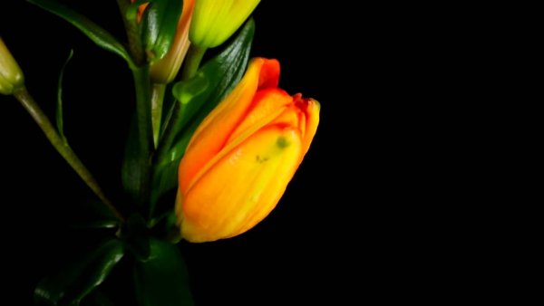 Цветы анимация