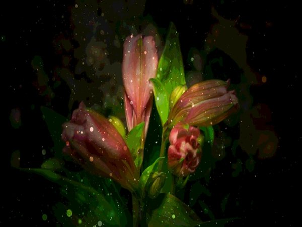 Распускающийся цветок