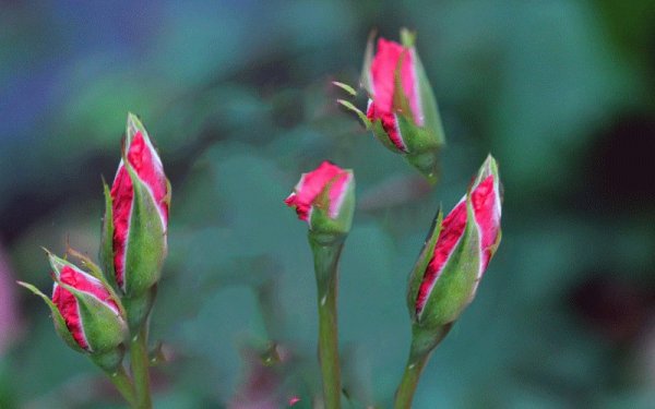 Распускающийся цветок