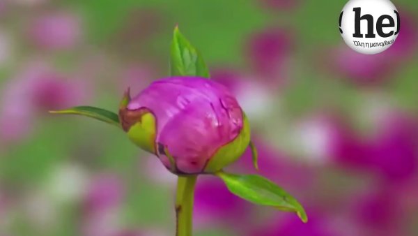 Нераспустившийся цветок лотоса