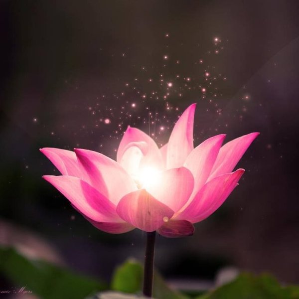 Анимационные цветы распускающиеся