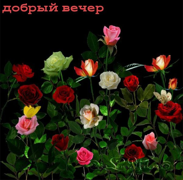 Цветок распускается-живой