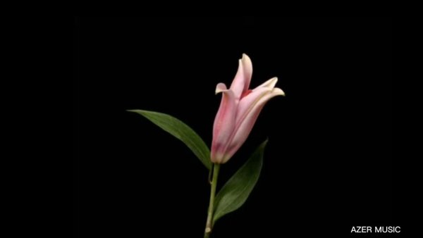 Роза распускается гиф