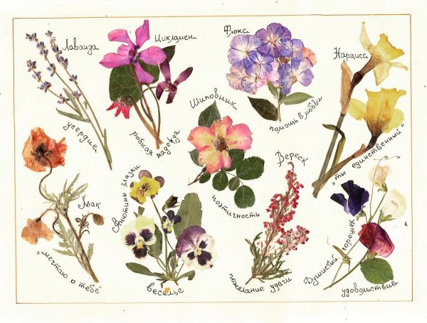 Язык цветов