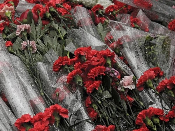 Красные гвоздики на 9 мая