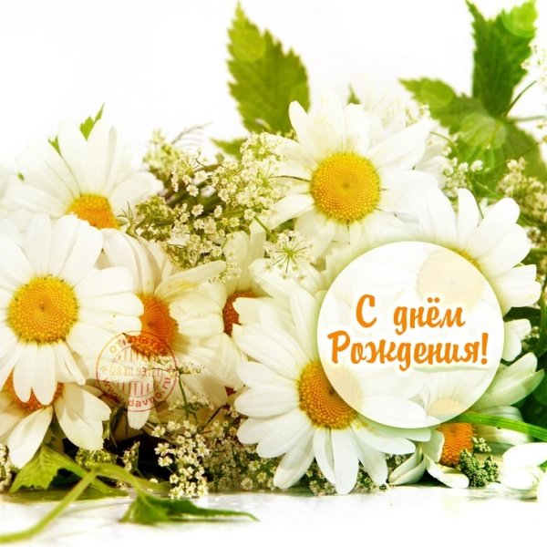 С днём рождения ромашки