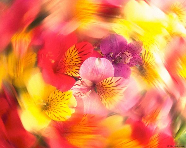 Цветы кружатся