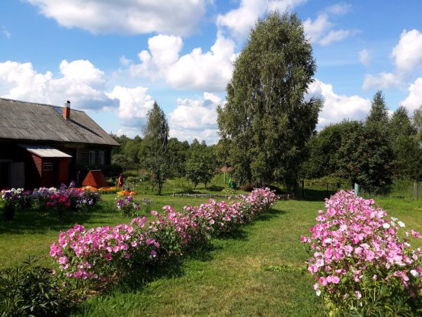 Деревенские цветы