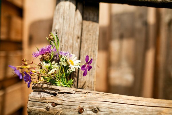 Деревенские цветы