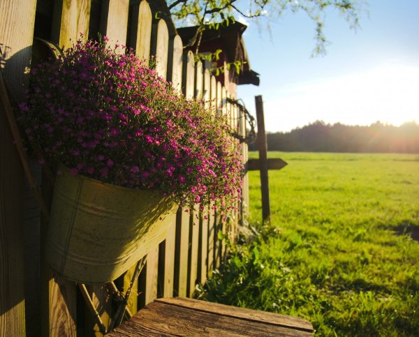 Закат деревня цветы