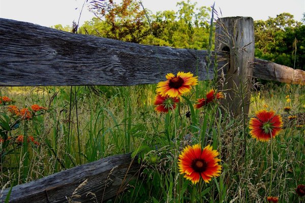 Деревенский забор с подсолнухами
