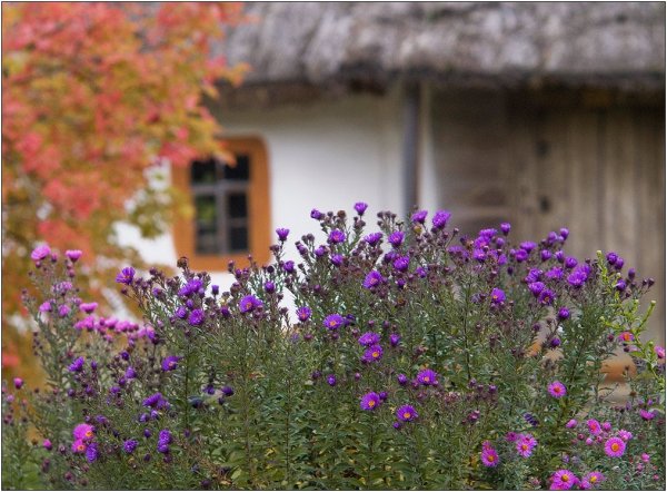 Осенние цветы в деревне
