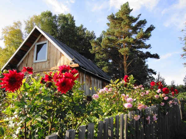 Палисад мальвы деревня