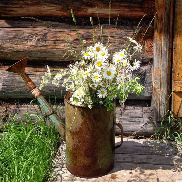 Ромашки в деревне