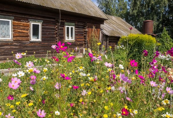 Лето Мальва деревня