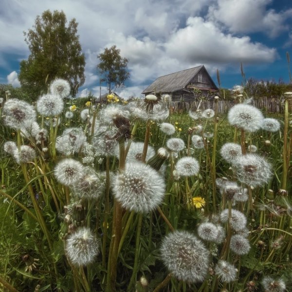 Цветы в деревне
