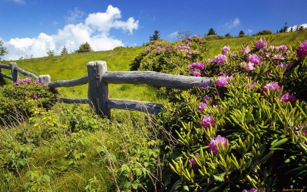 Цветы в деревне