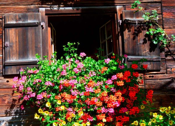 Деревенский домик в цветах