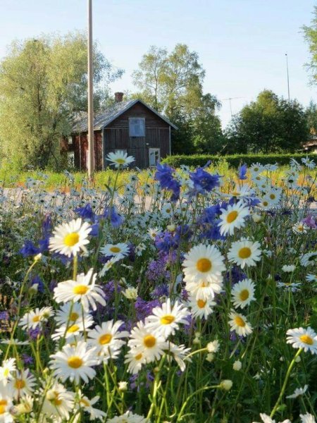 Ромашки и васильки в поле