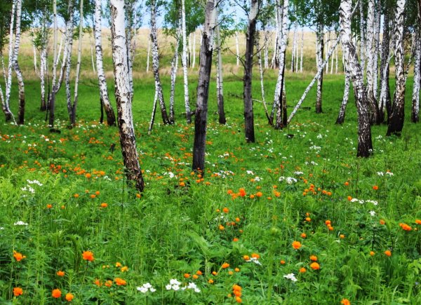 Загорянка Березовая роща