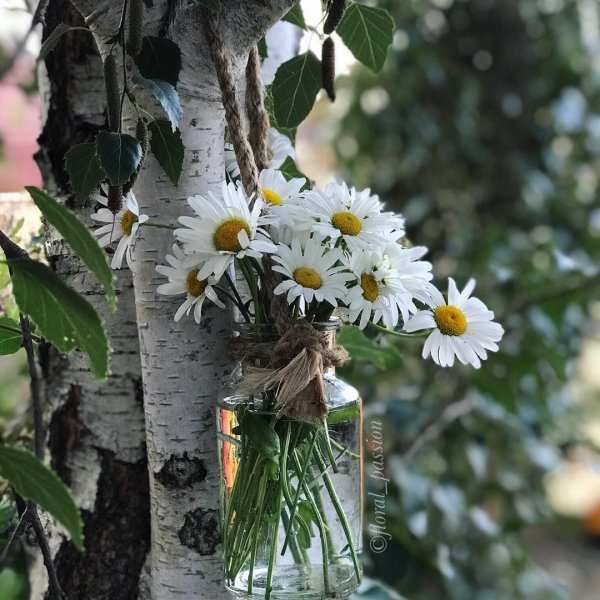 Березы и ромашки