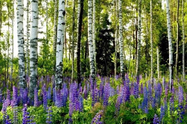 Березовый лес в Подмосковье