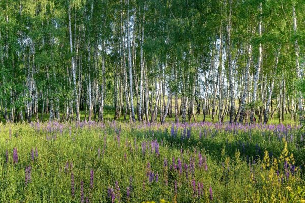 Поляна в березовой роще