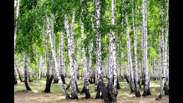 Березовая роща Томск