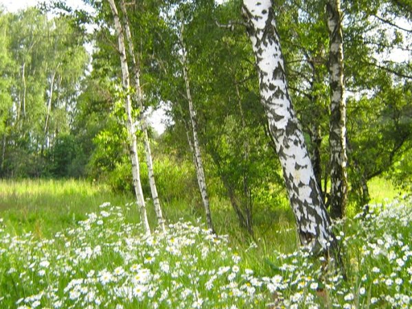 Россия ромашки и березы