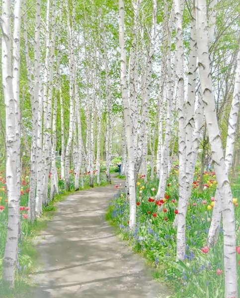 Берёзовая роща Орехово-Зуево