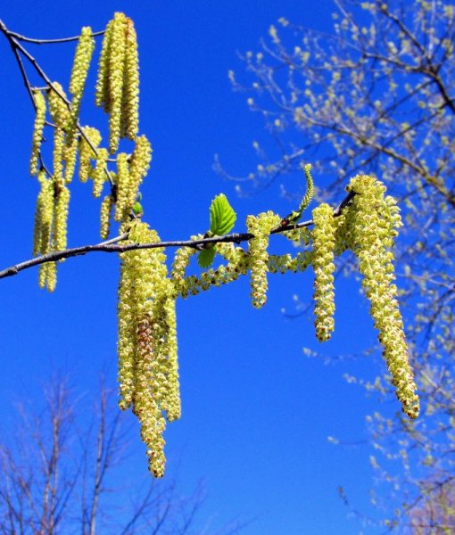 Береза цветет