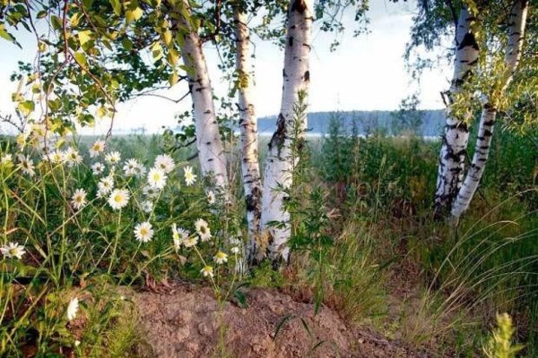 Березовая роща с ромашками