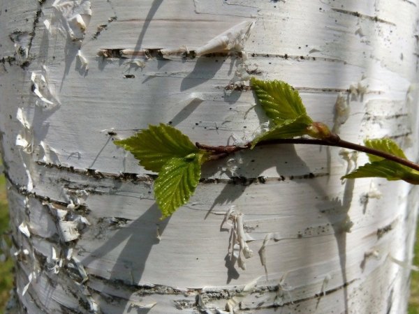 Лист березовой коры